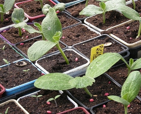 Culture-jardin-5 (1)